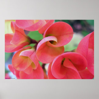 サボテン ポスター