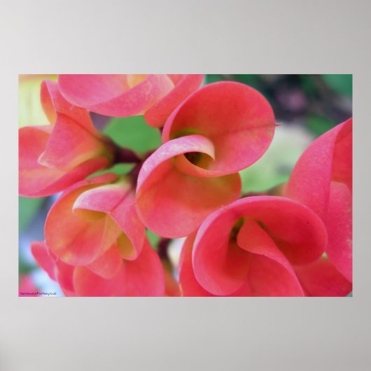 サボテン ポスター (正面)