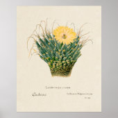 サボテン ポスター (正面)