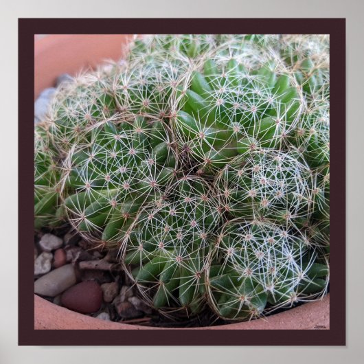 サボテン ポスター (正面)