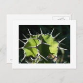 サボテン ポストカード (正面/裏面)