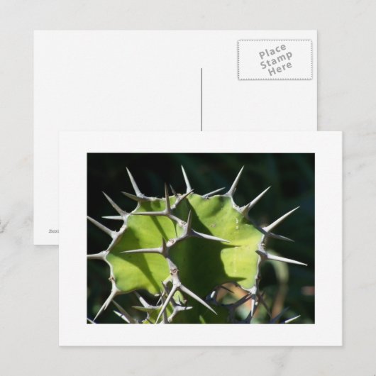 サボテン ポストカード (正面/裏面)