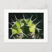 サボテン ポストカード (正面)