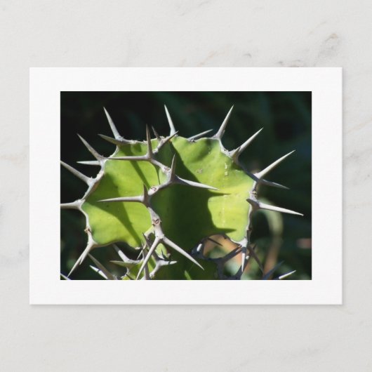 サボテン ポストカード (正面)