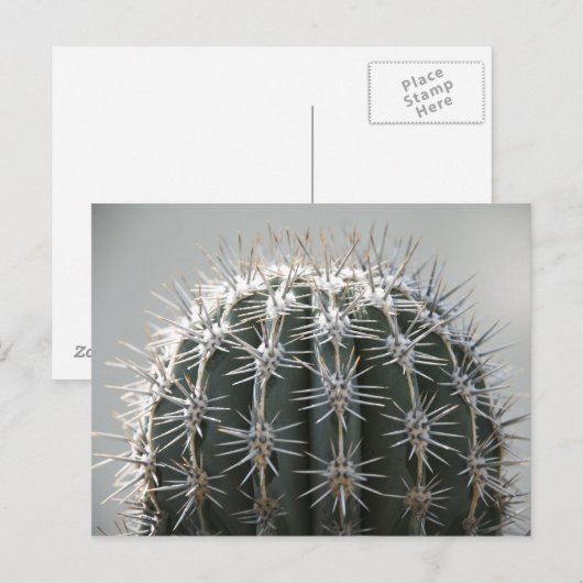 サボテン ポストカード (正面/裏面)