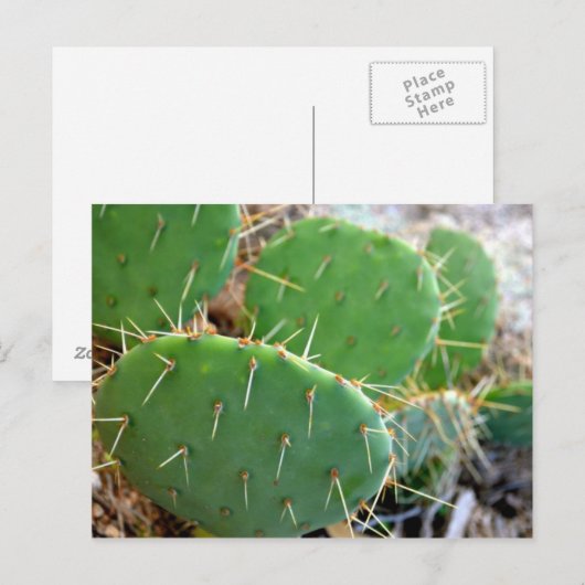 サボテン ポストカード (正面/裏面)