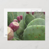 サボテン ポストカード (正面/裏面)