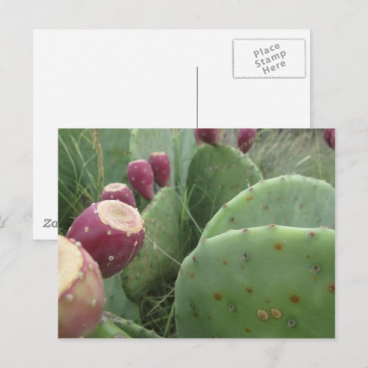 サボテン ポストカード (正面/裏面)