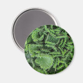 サボテン マグネット (正面/裏面)