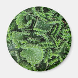 サボテン マグネット