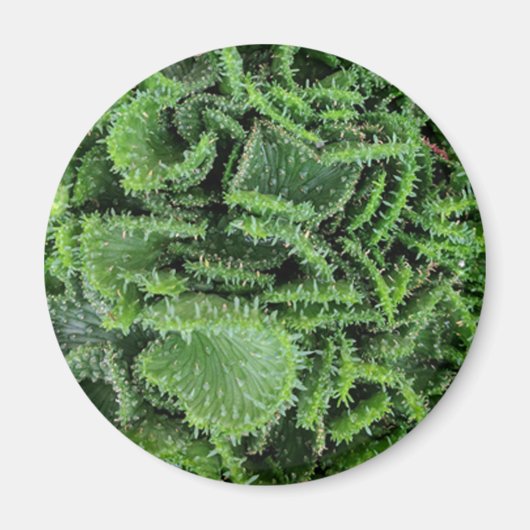 サボテン マグネット (正面)