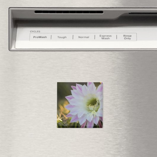 サボテン マグネット (インサイチュ (食洗機))