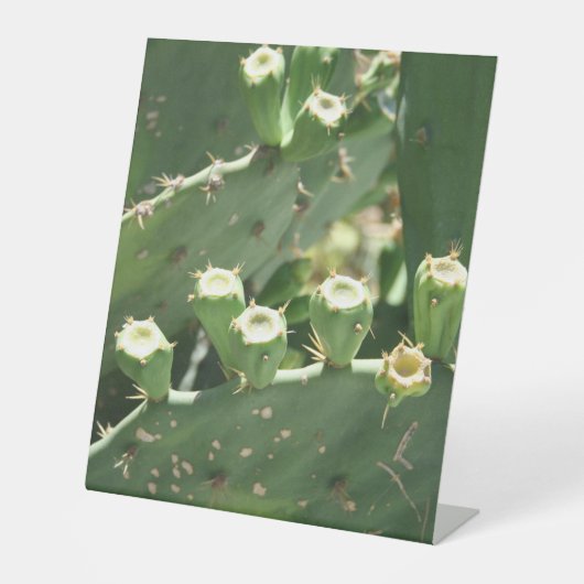 サボテン 台座サイン (正面)