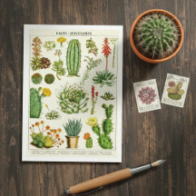 サボテン 多肉植物 植物学イラスト ポストカード