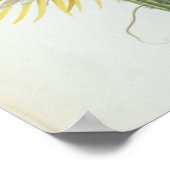 サボテン: Cereus, Trew's Plantae Selectae' 175 ポスター (角)