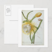 サボテン: Cereus, Trew's Plantae Selectae' 175 ポストカード (正面/裏面)