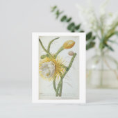 サボテン: Cereus, Trew's Plantae Selectae' 175 ポストカード (スタンド正面)