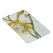 サボテン： Cereus, Trew's Plantae Selectae' 175 マグネット (右側)