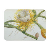 サボテン： Cereus, Trew's Plantae Selectae' 175 マグネット (横)