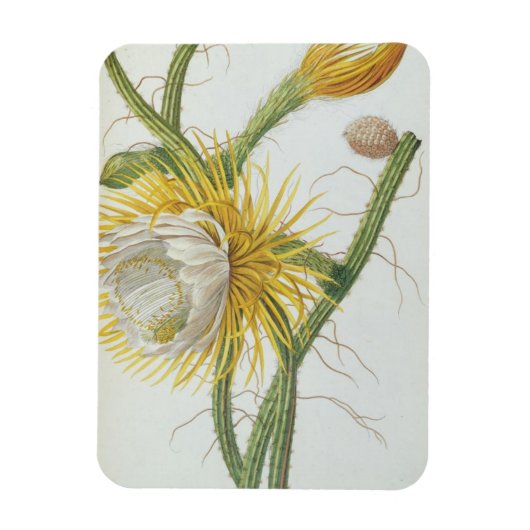 サボテン： Cereus, Trew's Plantae Selectae' 175 マグネット (縦)