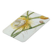 サボテン： Cereus, Trew's Plantae Selectae' 175 マグネット (左側)