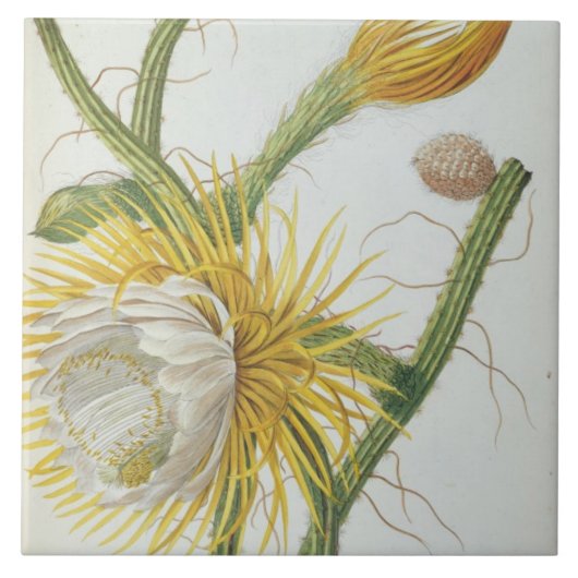 サボテン: Trewの「Plantae Selectae」175からのCereus、 タイル (正面)