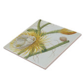 サボテン: Trewの「Plantae Selectae」175からのCereus、 タイル (側面)