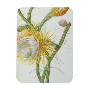 サボテン: Trewの「Plantae Selectae」175からのCereus、 マグネット
