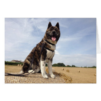 サマセット州のインカ人