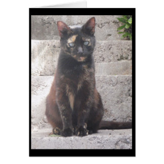 サマンサブッシュ猫