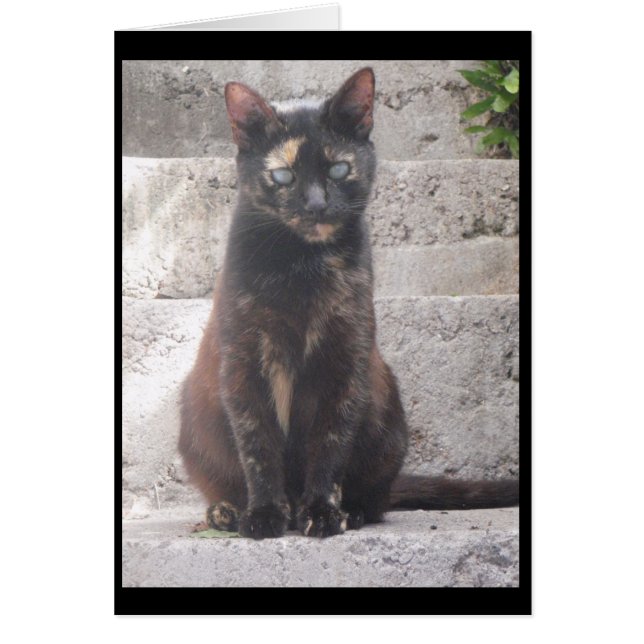 サマンサブッシュ猫 (正面)