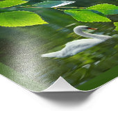 サマーエレガントスワン フォトプリント            (角)