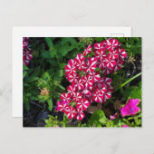 サマーガーデン ポストカード (正面/裏面)