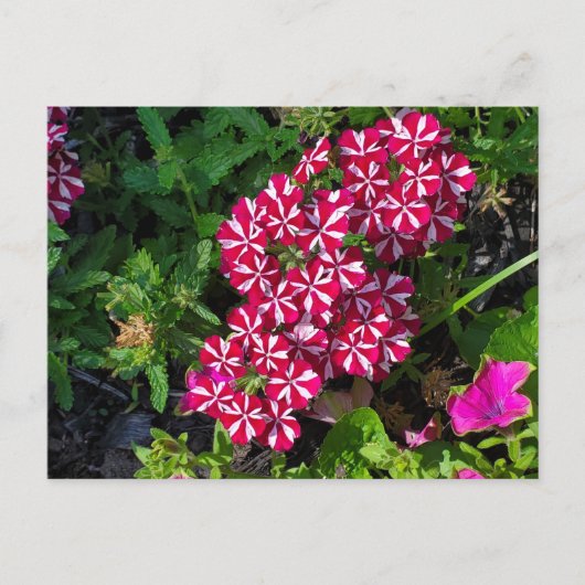 サマーガーデン ポストカード (正面)