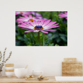 サマーサンシャイン ポスター (キッチン)