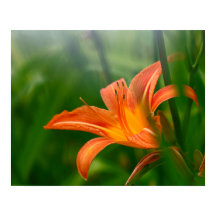 サマーデイリープリント、バリューポスター紙（マット）