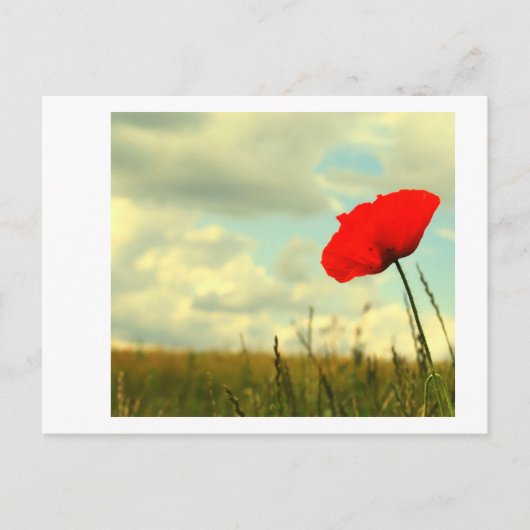 サマードリーム ポストカード (正面)