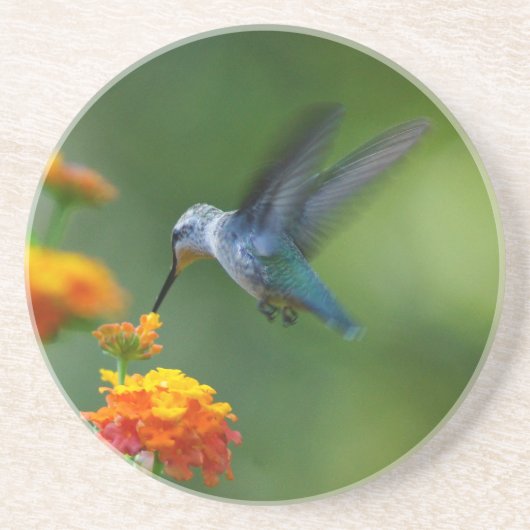 サマーハンマーコースター コースター (正面)