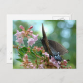 サマーバタフライブルー ポストカード (正面/裏面)