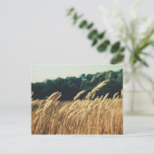 サマーフィールド ポストカード (スタンド正面)