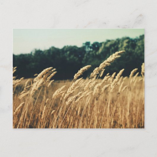 サマーフィールド ポストカード (正面)