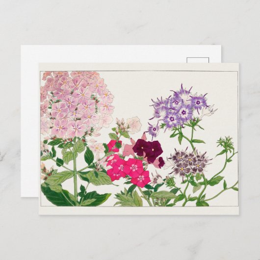 サマーフロックスby谷上湖南 ポストカード (正面/裏面)