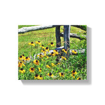 サマーブルーリッジパークウェイUSAワイルドフラワーフォト