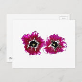 サマーペチュニア ポストカード (正面/裏面)