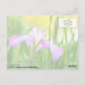 サマーSCスワンレイクのアイリス ポストカード (裏面)