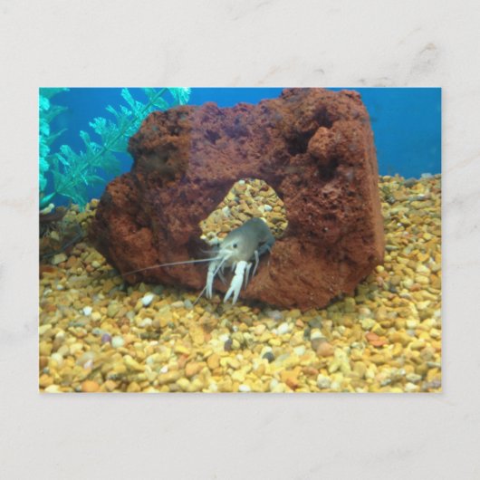 サムザブルーロブスター ポストカード (正面)