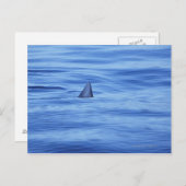サメが海で泳ぐ ポストカード (正面/裏面)