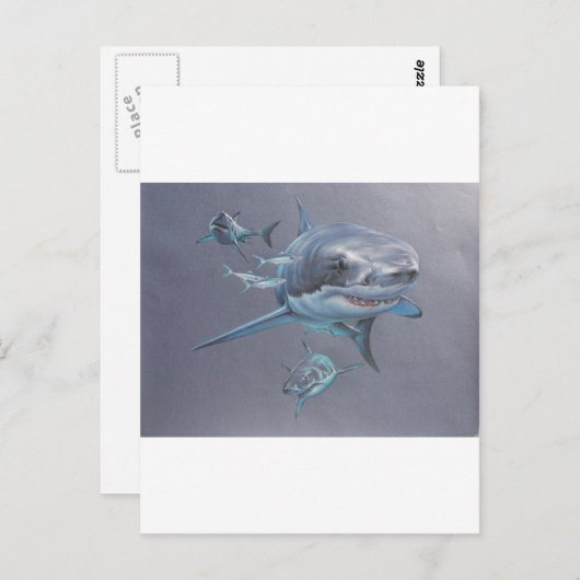 サメが湾に ポストカード (正面/裏面)