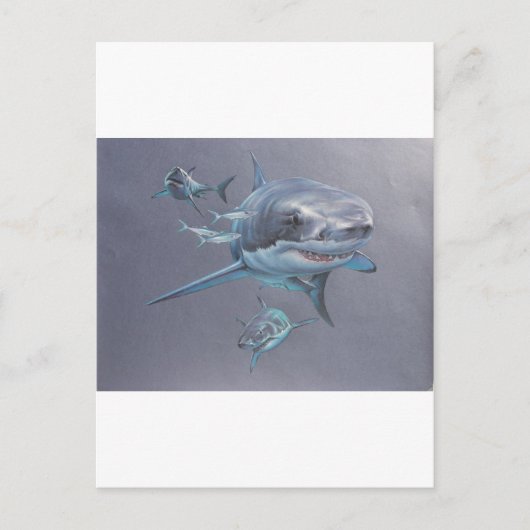 サメが湾に ポストカード (正面)
