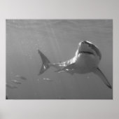 サメと泳ぐ ポスター (正面)